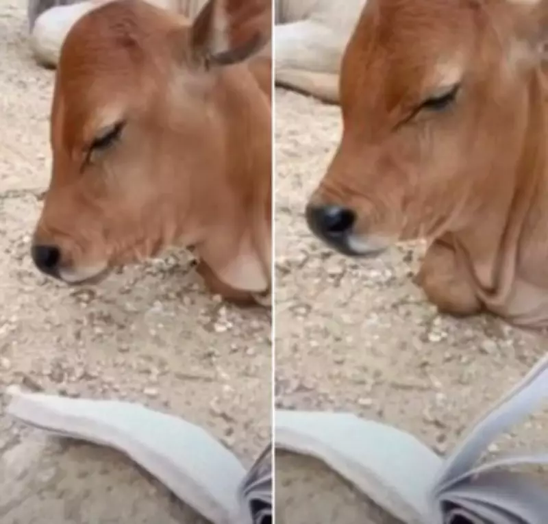 Books Can Make Any Kid Sleep: Watch This Baby Cow Doze Off by Just Looking at a Book