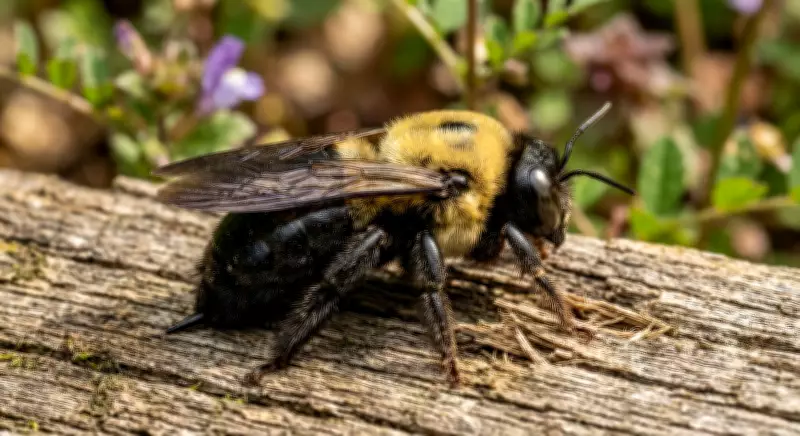 Carpenter Bees: Backyard Pollinators or Porch Pests? Here's How to Deal