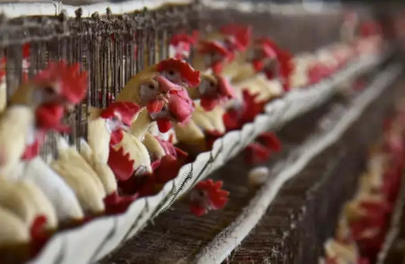 Central Expert Team Assesses Bilaspur Bird Flu Outbreak, Containment Disrupts Poultry Economy