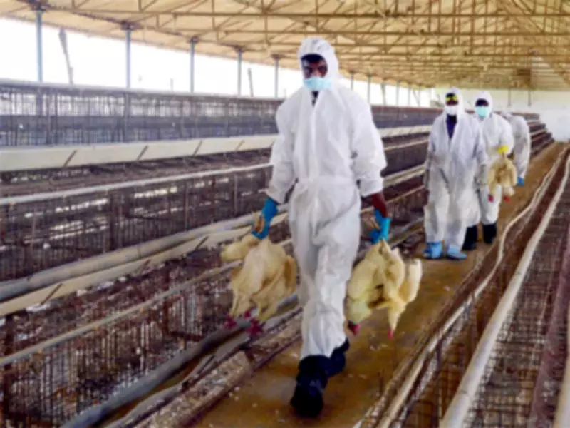 Central Experts Assess Chhattisgarh Bird Flu Outbreak as Poultry Economy Suffers