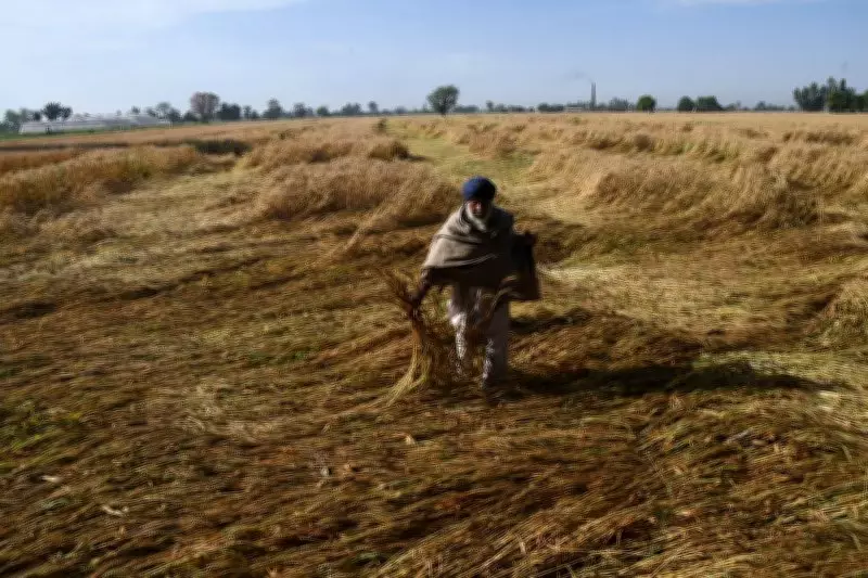 Central Teams Deployed to Assess Rain and Hail Damage to Wheat Crop in Punjab