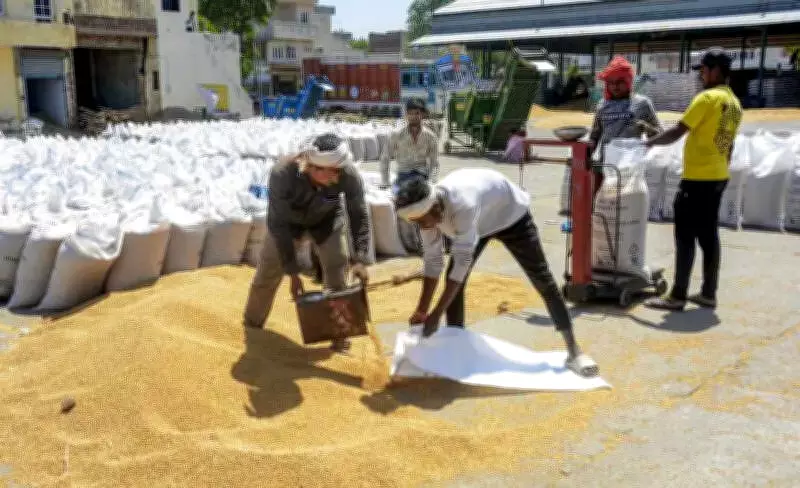 Centre Eases Wheat Procurement Norms for Punjab and Chandigarh After Crop Damage