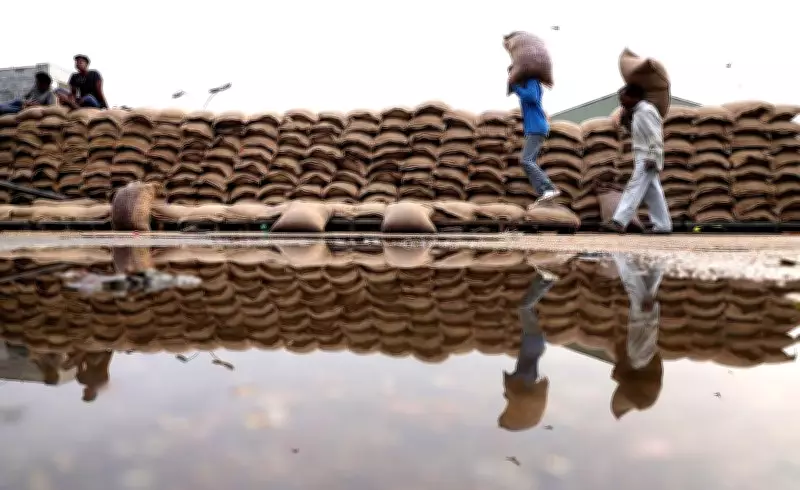 Centre Eases Wheat Quality Norms for Punjab Farmers Hit by Weather Damage