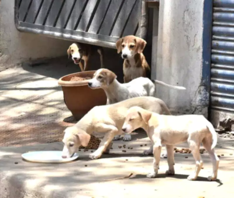 Chakan Municipal Council Acts After Fatal Stray Dog Attack, Boosts Shelter and Sterilisation