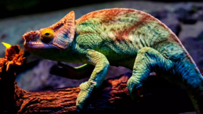 Chameleon's Tongue: Nature's Fastest Projectile at 60 MPH in 0.01 Seconds