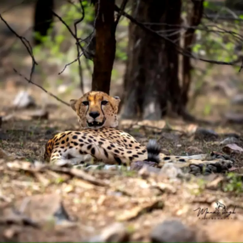 Cheetah Dispersal from Kuno to Rajasthan Sparks Debate on Natural Movement vs Intervention