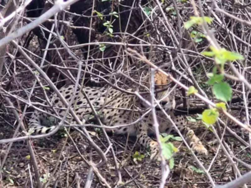 Cheetah KGP-1 Moves Near Highway, Sparking Safety Fears After Unsolved Cub Death