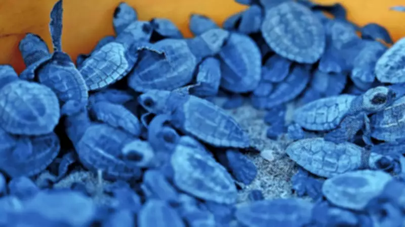 Chennai Coast Sees Olive Ridley Hatchlings Emerge as Season Nears End