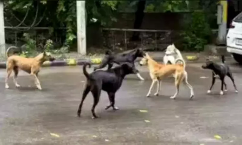 Chennai Launches Massive Stray Dog Vaccination Drive Targeting 2 Lakh Animals