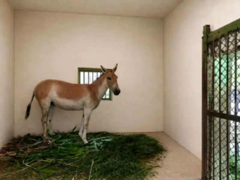 Chennai Zoo Ends 3-Year Solitude for Indian Wild Ass with New Female Companion