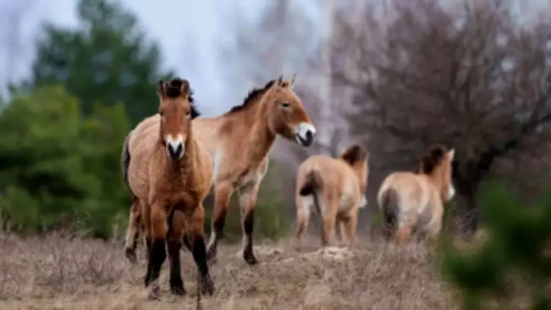 Chernobyl Exclusion Zone Becomes Thriving Wildlife Sanctuary 40 Years After Nuclear Disaster