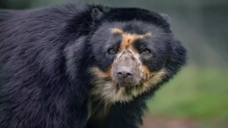 Chester Zoo Named UK's Best Zoo by Tripadvisor for 2026