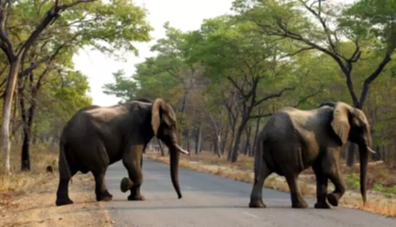 Chhattisgarh Forest Attacks: Two Dead, One Injured in Wild Animal Encounters