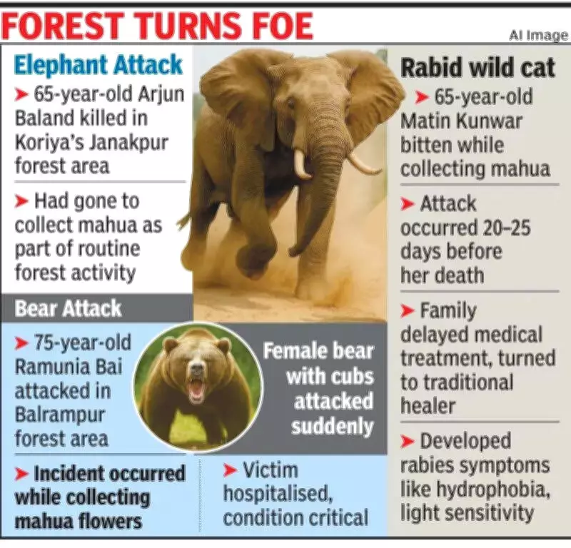 Chhattisgarh Forest Attacks: Two Elderly Killed, One Injured in Wild Animal Encounters
