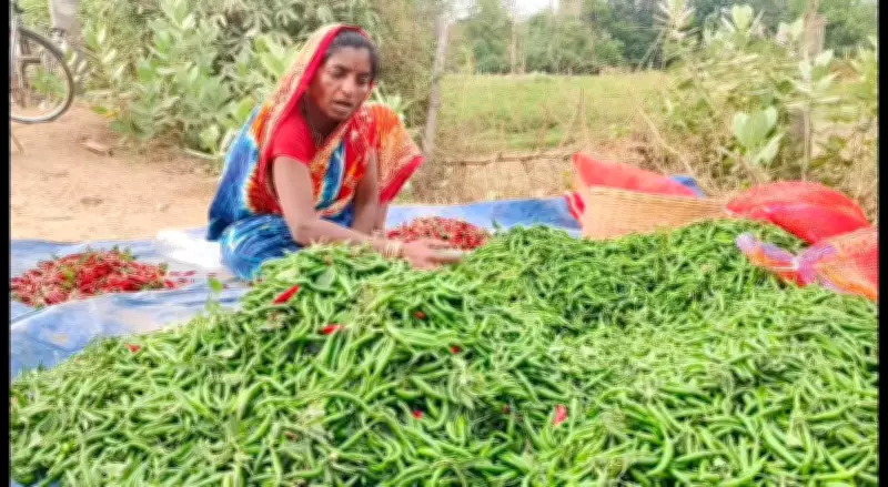 Chilli Farmers in Ganjam Face Price Crash Amid Export Slowdown