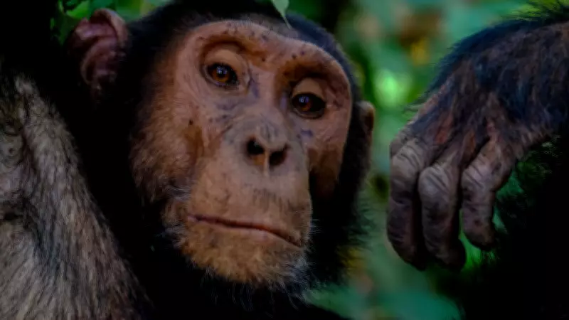 Chimpanzee Civil War in Uganda: Study Reveals Brutal Conflict Mirroring Human Warfare