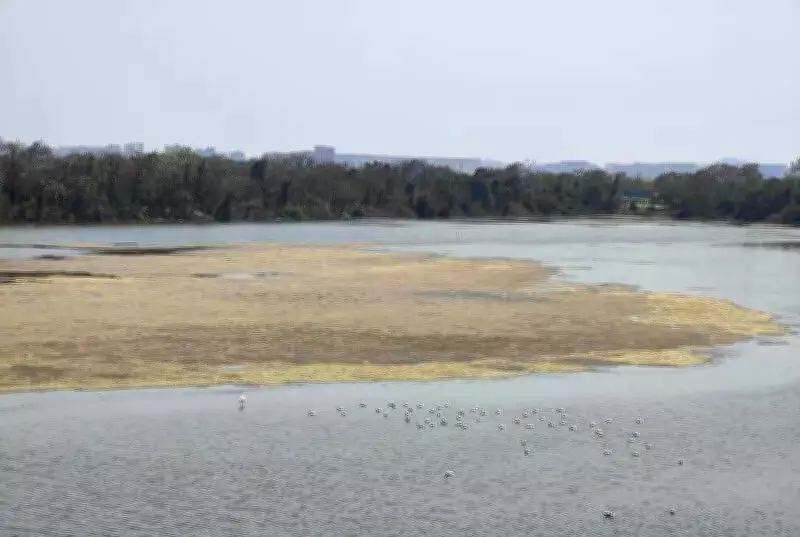 CIDCO's Rs 3,600 Crore Wetland Valuation Sparks Outcry Over Flamingo Habitat