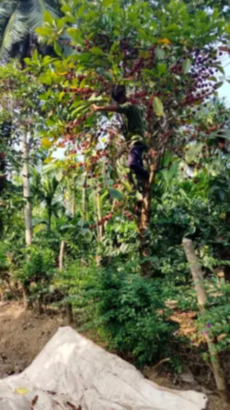 Climate Change Disrupts Coffee Farming in Karnataka, Growers Turn to Resilient Varieties