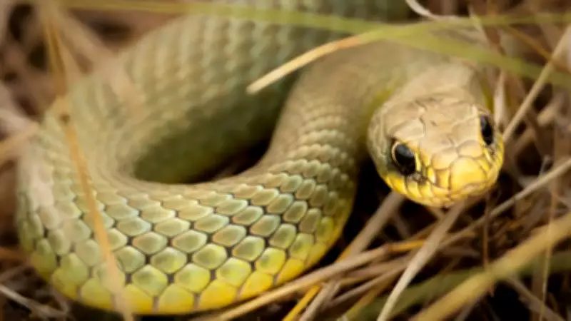 Climate Change Drives Australia's Venomous Snakes Towards Populated Coastal Regions