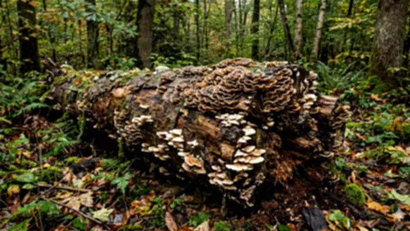 Climate Change Fuels Silent Fungal Threat to Global Forests