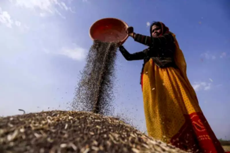 CM Flying Squad Cracks Down on Illegal Mustard and Guar Stockpiling in Hisar