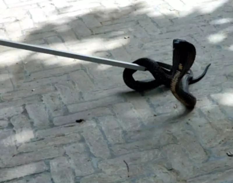 Cobra Sighting Causes Panic at Abohar Municipal Office