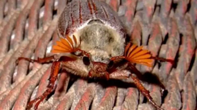 Cockchafer Beetles' Fan-Shaped Antennae: Nature's Advanced Chemical Sensors