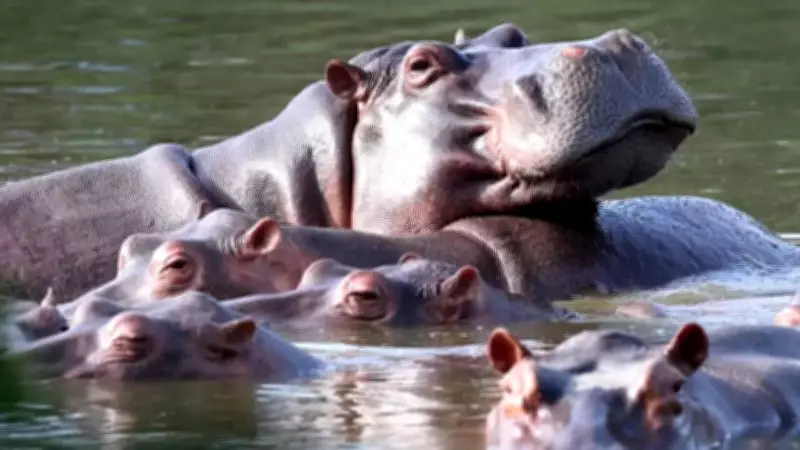 Colombia Authorises Cull of 80 Invasive Hippos, India Offers Relocation