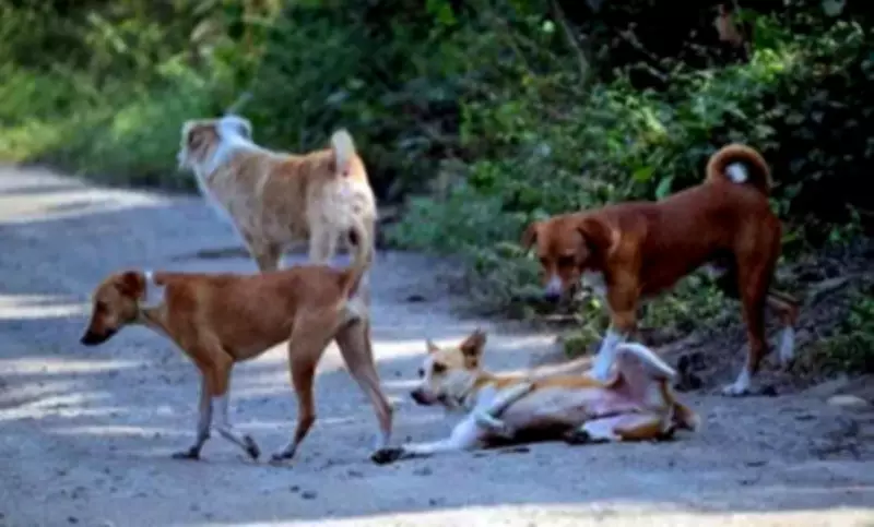 Community Dog Rescued from 40-Foot Pit in Thane Construction Site