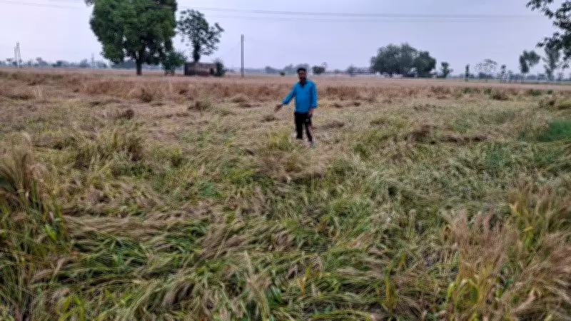 Continuous Rain Damages Wheat Crop, Delays Harvesting Across Tarn Taran