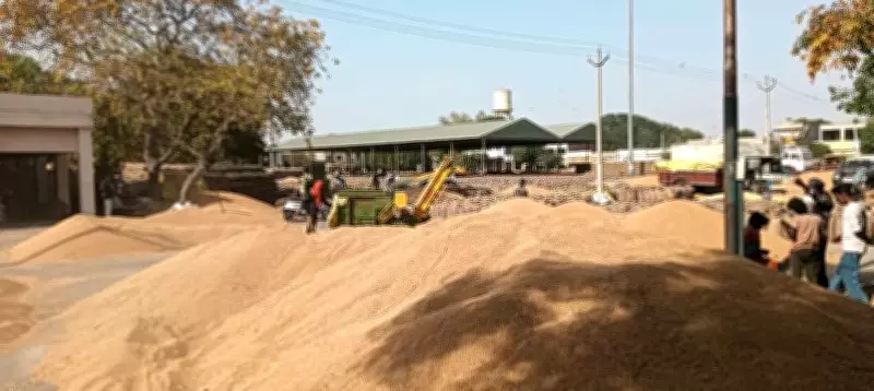 Contractor Feud Sparks Mandi Glut in Faridkot, Farmers Fear Weather Losses