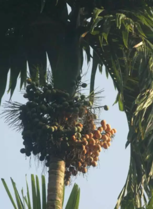 CPCRI to host arecanut leaf spot management interaction in Sullia