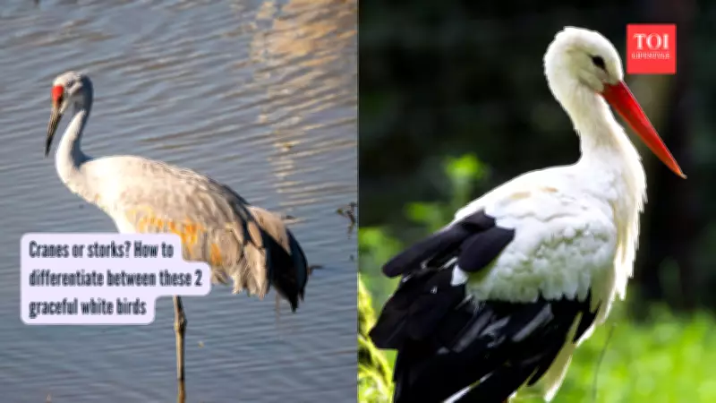 Cranes vs Storks: Decoding Nature's Elegant Lookalikes in Wetlands
