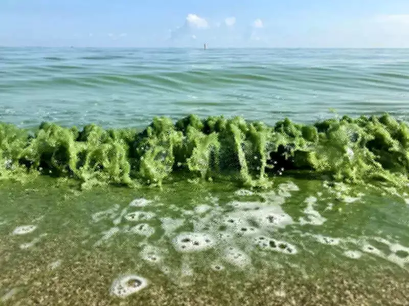 CSIR-CCMB Study Reveals Seasonal Genetic Shifts in Chilika Lagoon Cyanobacteria