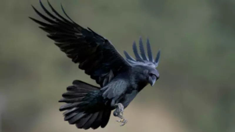 Dead Sea Ravens Evolve to Survive Extreme Salinity and Heat