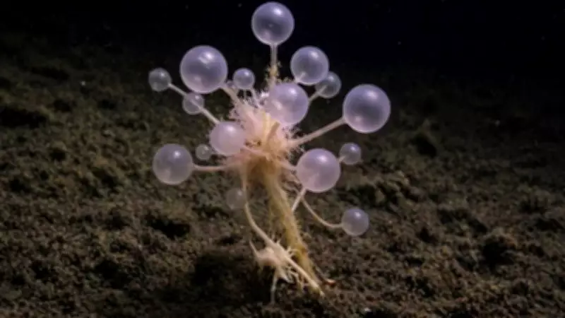 Death Ball Sponge Discovery Reveals Ocean's Hidden Carnivorous Life