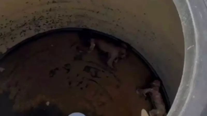 Decomposed Monkeys Found in Water Tanks at Nuh Medical College, Sparking Hygiene Crisis