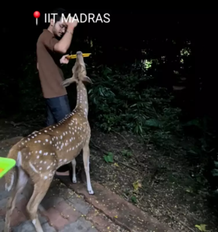 Deer Walks into IIT Madras Hostel Room, Begs for Dosa in Viral Video