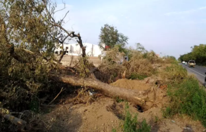 Delhi Government Notifies New SOP to Curb Tree Felling and Ensure 24x7 Monitoring