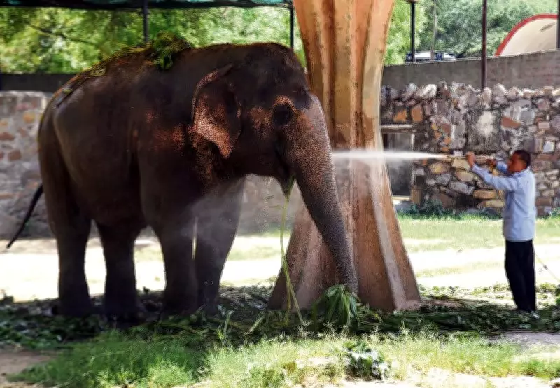 Delhi Zoo Shakes Up Menu for Animals to Beat the Heat