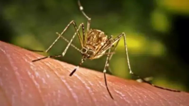 Dengue Targeted Treatments Could Arrive in 2-3 Years if Trials Succeed