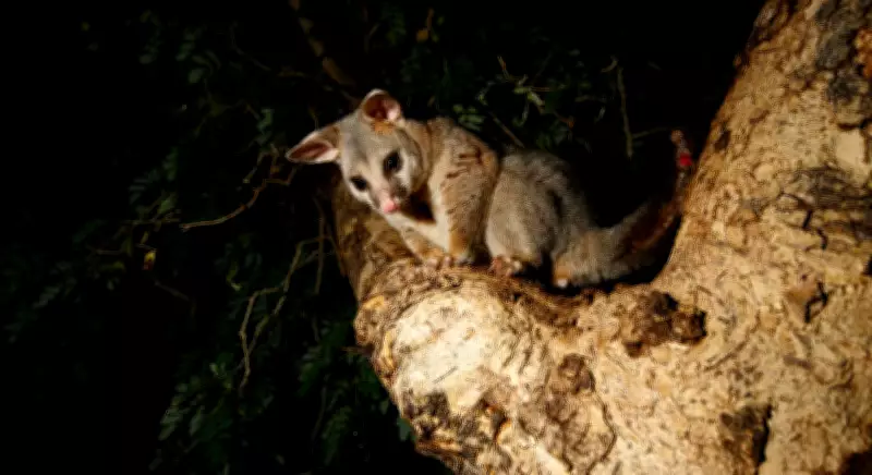 Discover Australia's Backyard Wildlife: From Possums to Echidnas