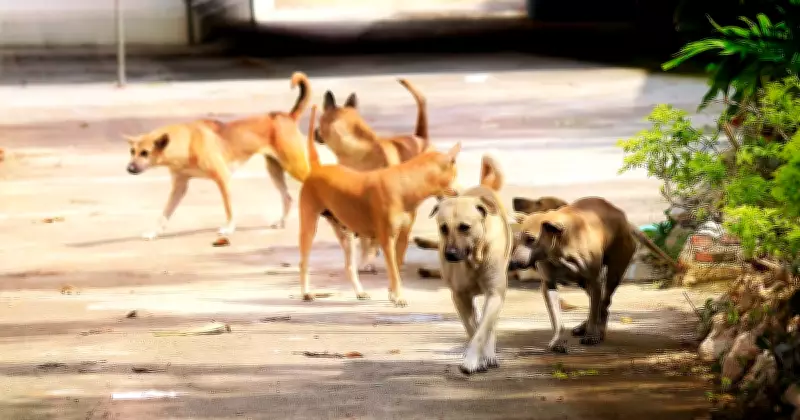 Dog Behavior Expert Advises Respecting Canine Space and Boundaries