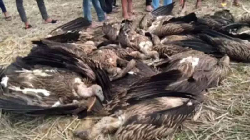 Dudhwa Tiger Reserve Seeks IVRI Help to Solve Mysterious Death of 25 Vultures