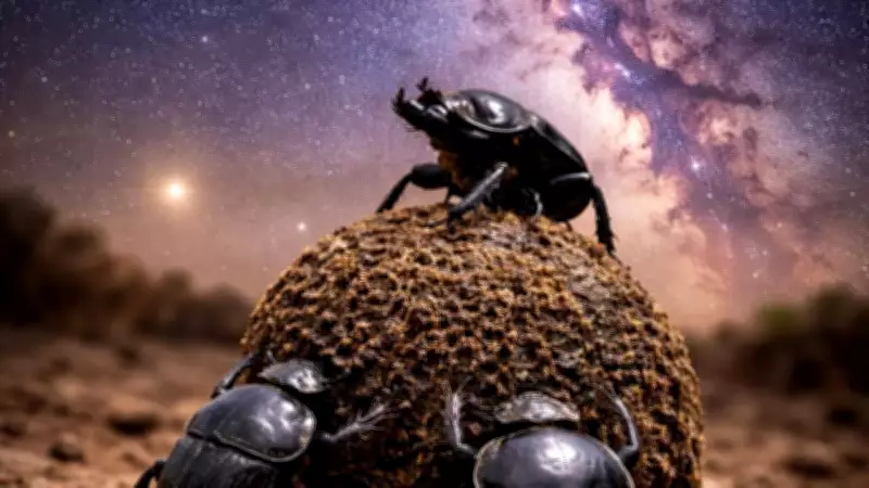 Dung Beetles Use Milky Way for Navigation, Revealing Animal Intelligence