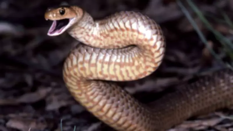 Eastern Brown Snake: Misunderstood Yet Highly Dangerous in Australia