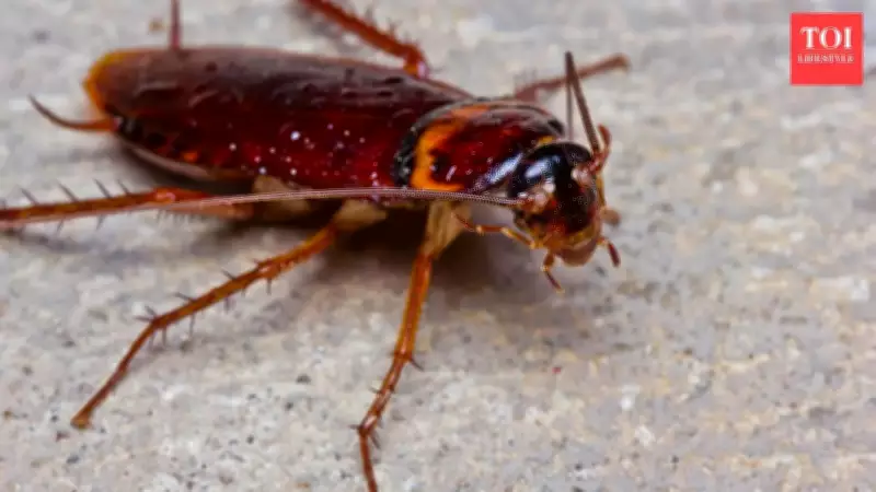 Effective Cockroach Control: Simple Habits That Actually Work