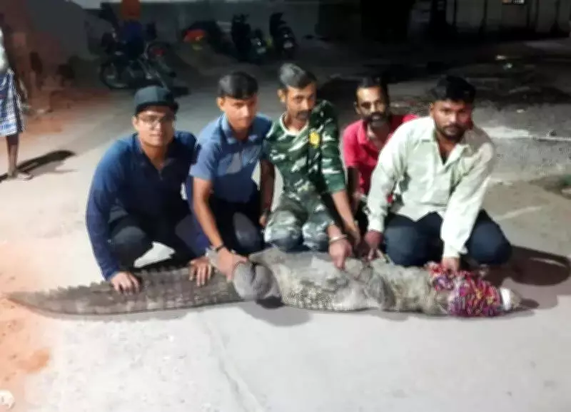 Eight-Foot Crocodile Rescued from Vadodara Construction Site Near Rajmahal Road