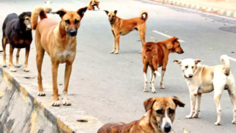 Eight-year-old boy mauled to death by stray dogs in Saharanpur