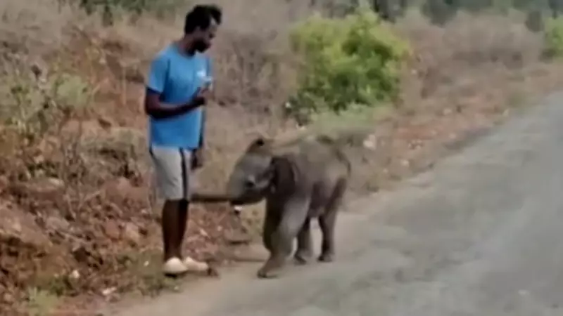 Elephant Calf Abandoned at Bhavanisagar Dam, Forest Dept Uses Drone to Reunite